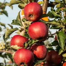 Honeycrisp Apple Tree Fruit Seeds for Planting - Grow Delicious and Crispy Apples at Home